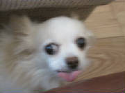 LucyLookingCute.JPG